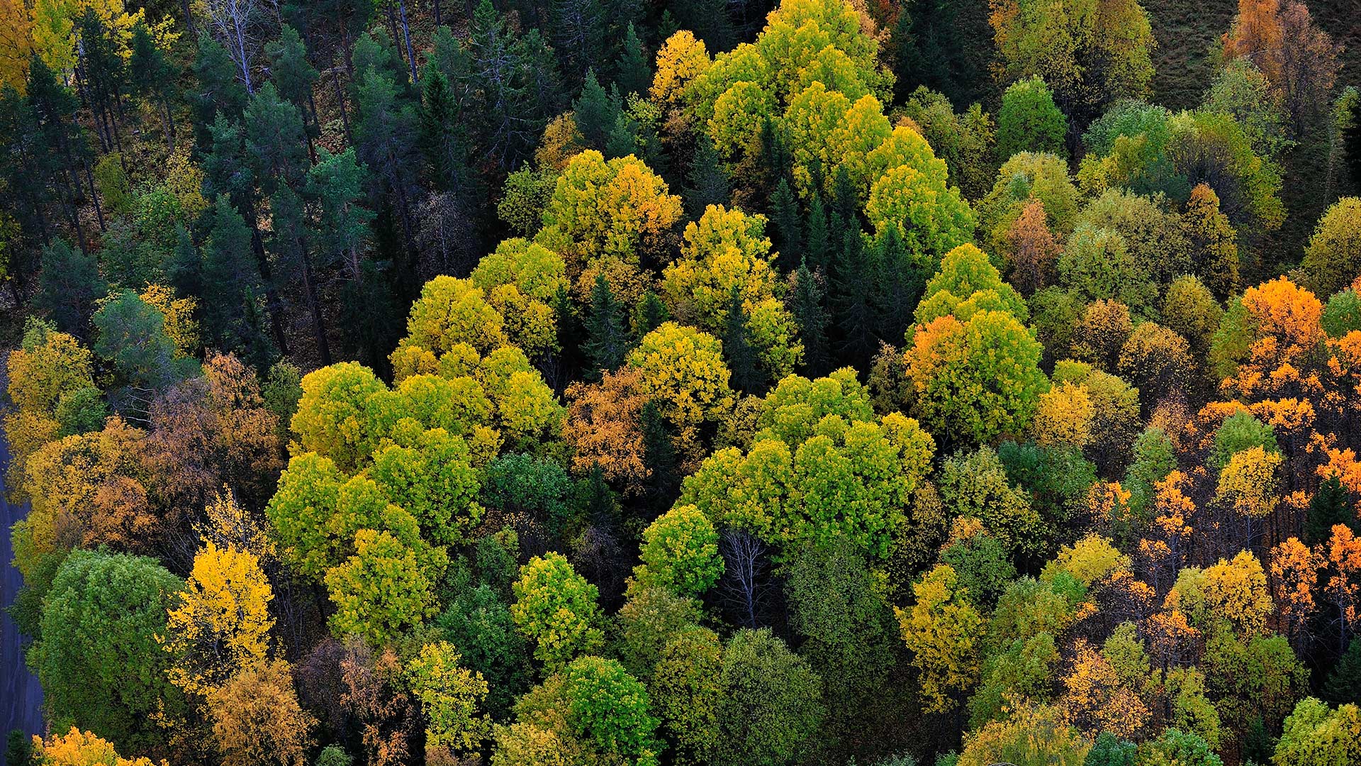 Flygfoto på skog