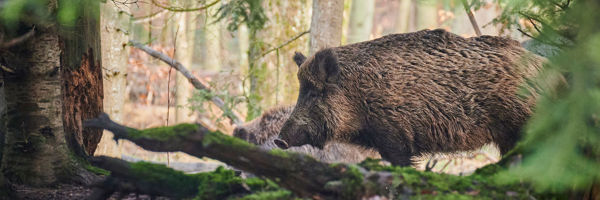 Ett vildsvin i skogen bredvid ett skadat träd.