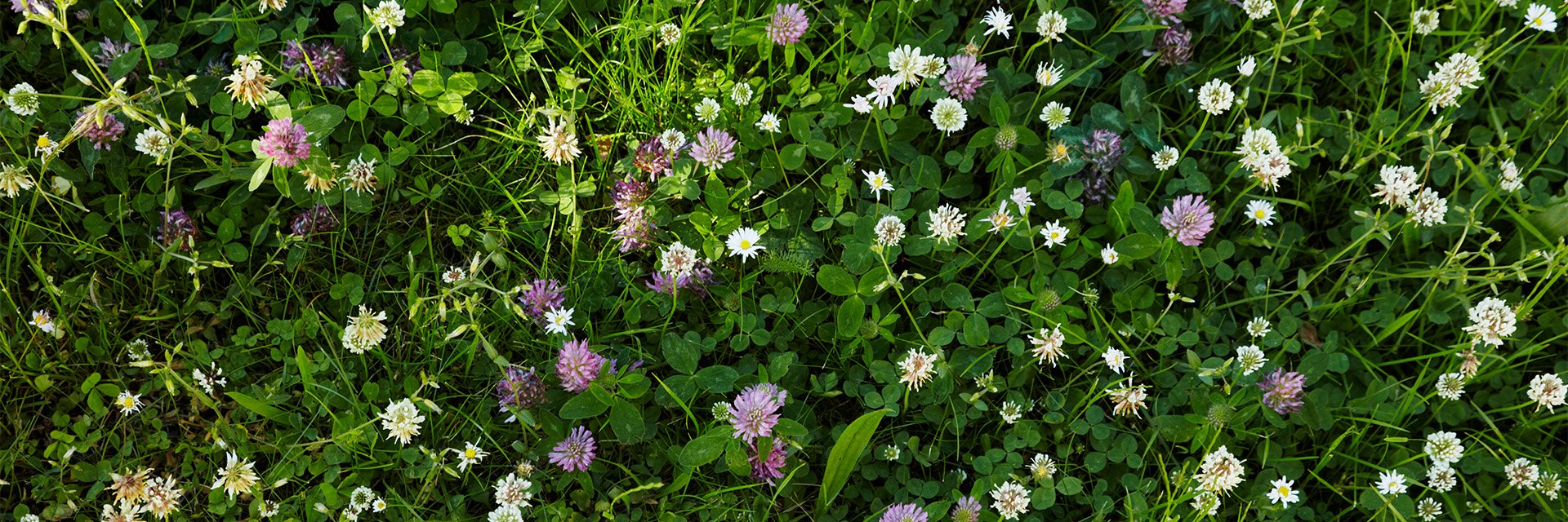 Blommor i gräs