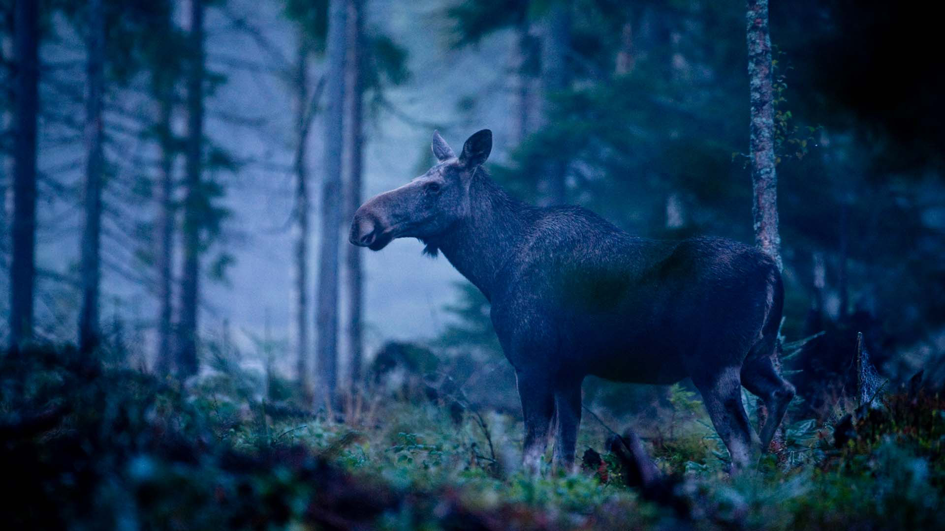 Älg i skogen, Viltstrategi.