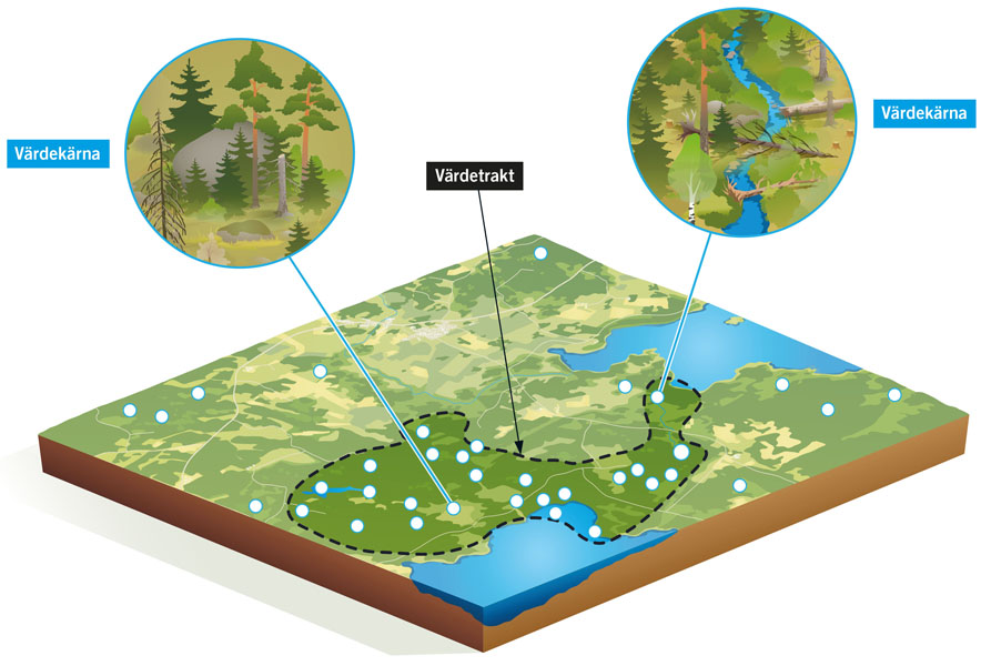 V&auml;rdetrakt skog. Illustration: Tobias Flygar.