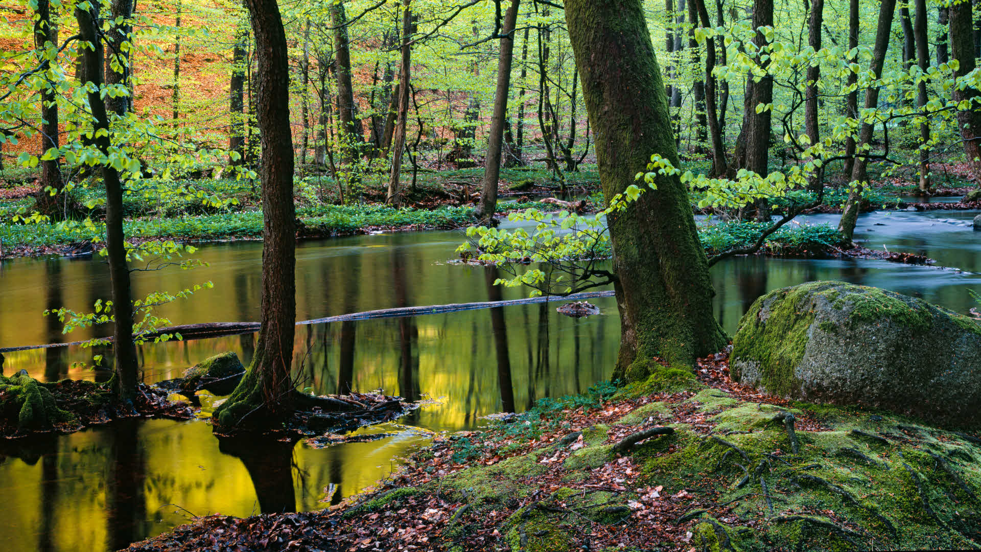 Damm i Söderåsens nationalpark