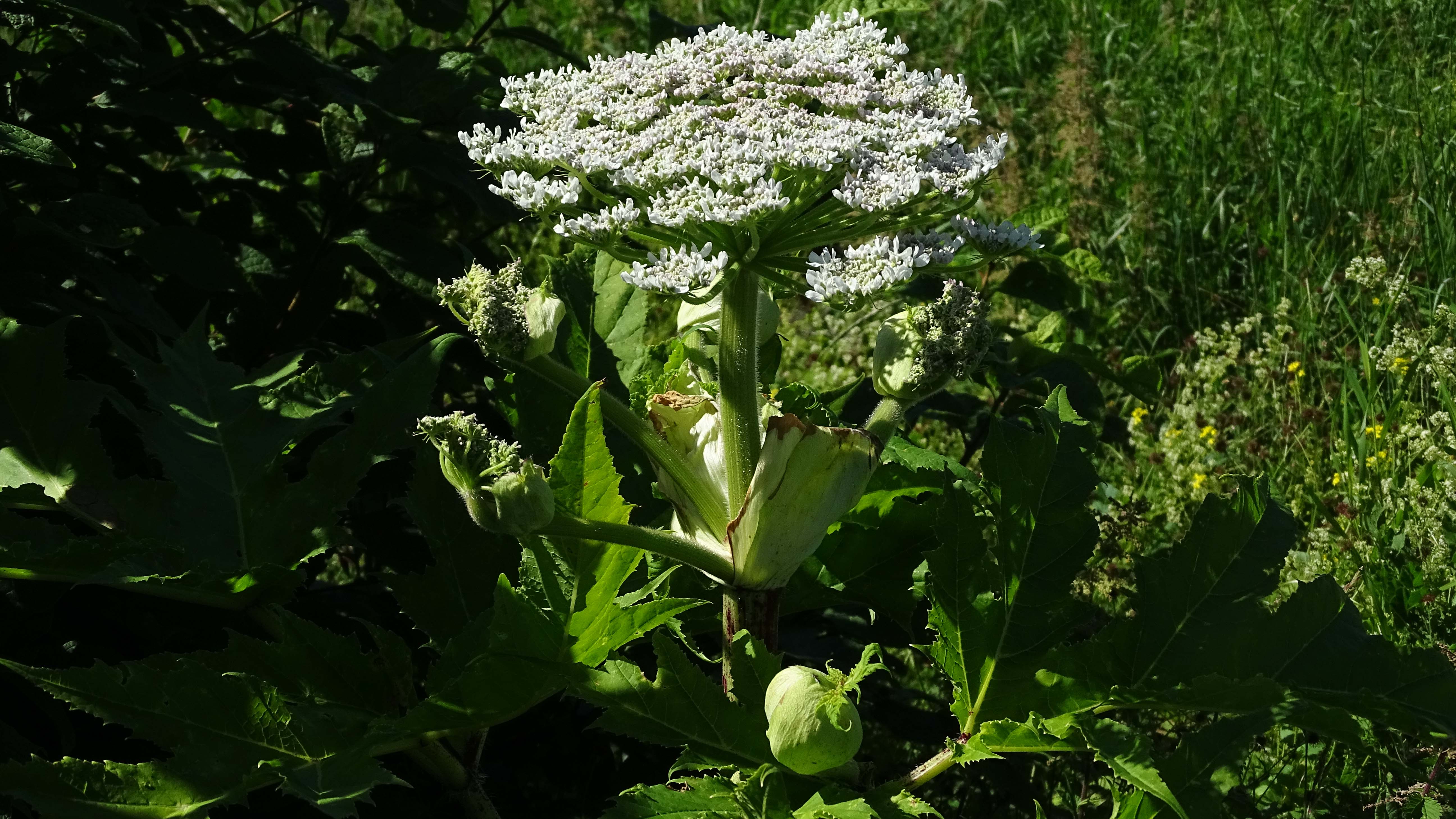 Jätteloka blomma