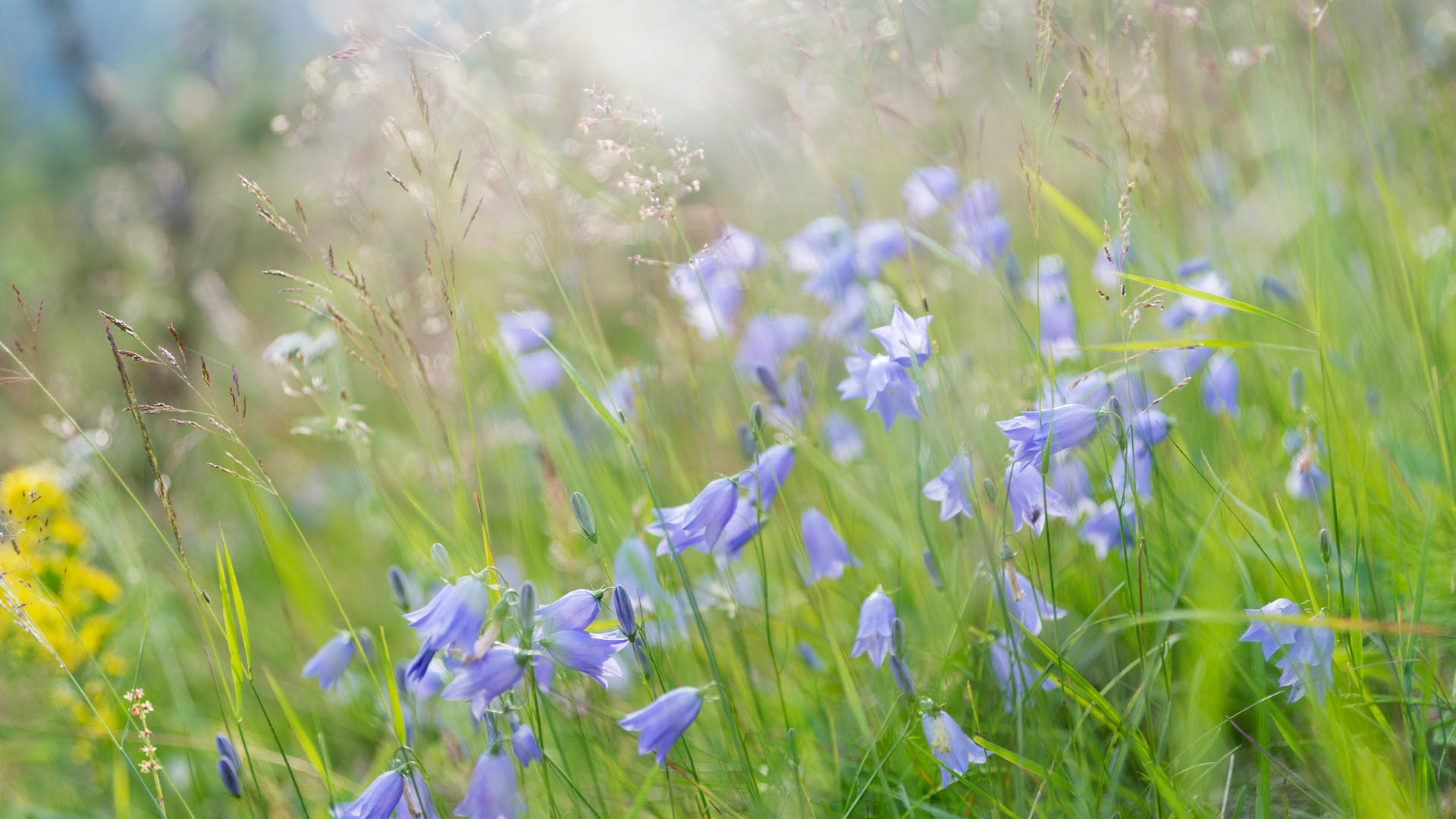 Blåklockor på blommande äng