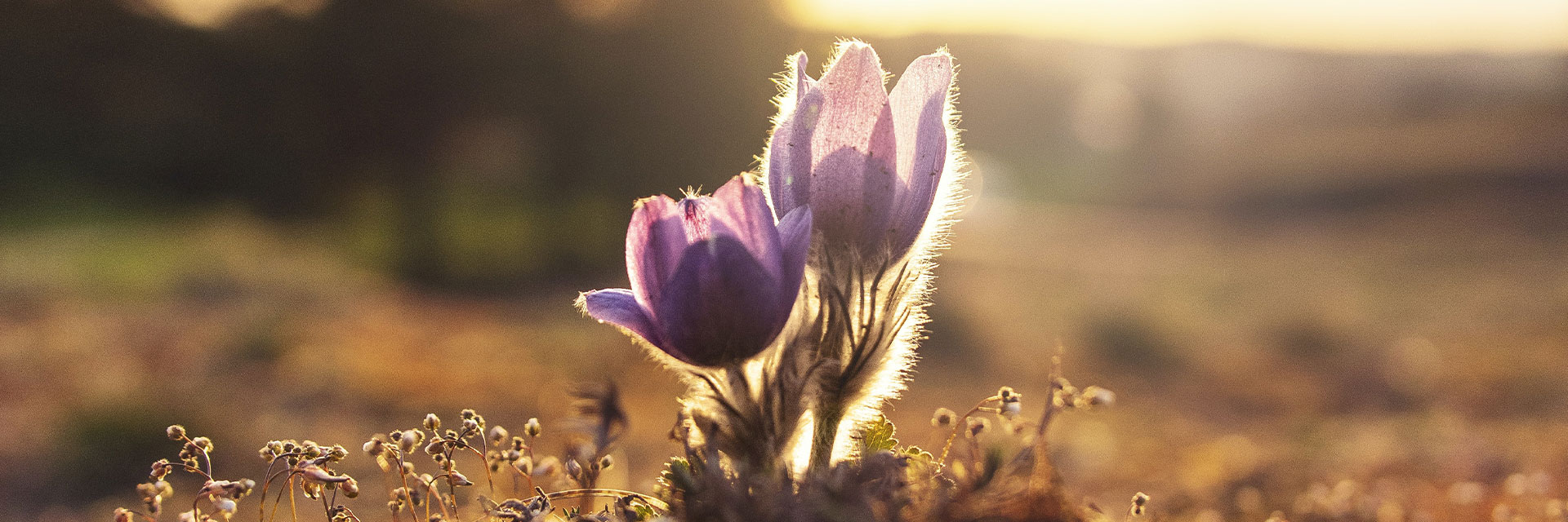 Två lila blommor i solnedgång.