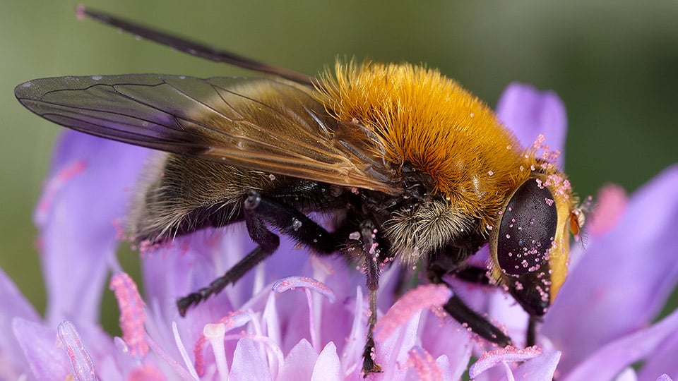 Blomfluga på lila blomma