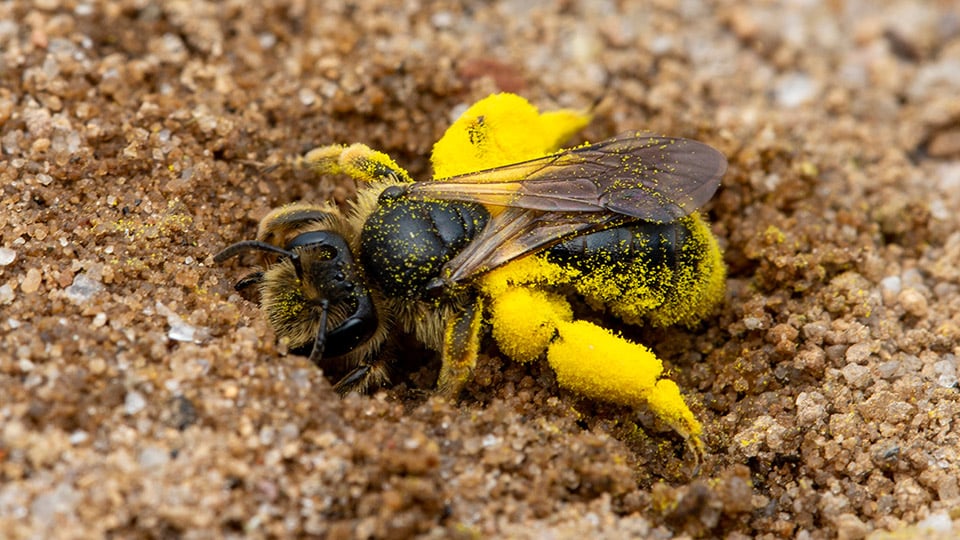 Slåttersandbi på sand