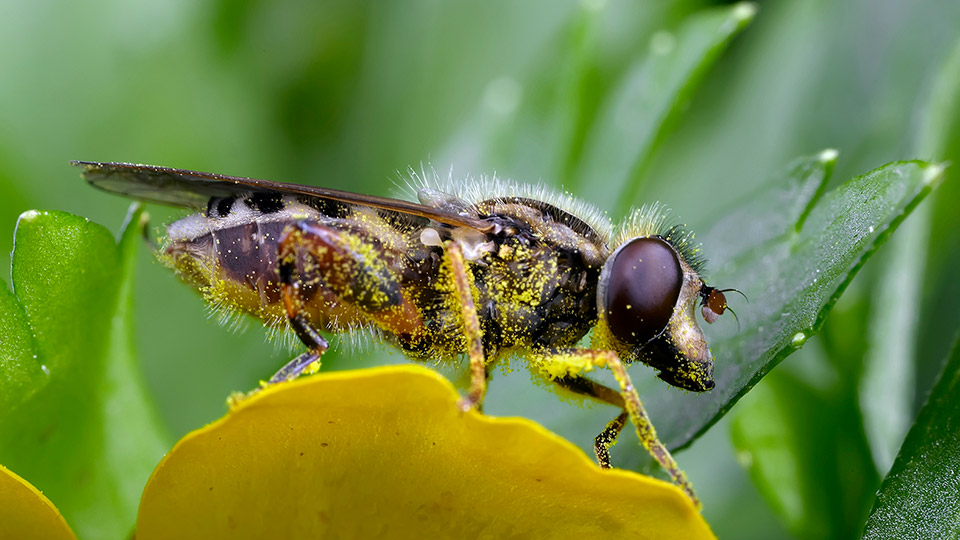 Blomfluga på grönt blad