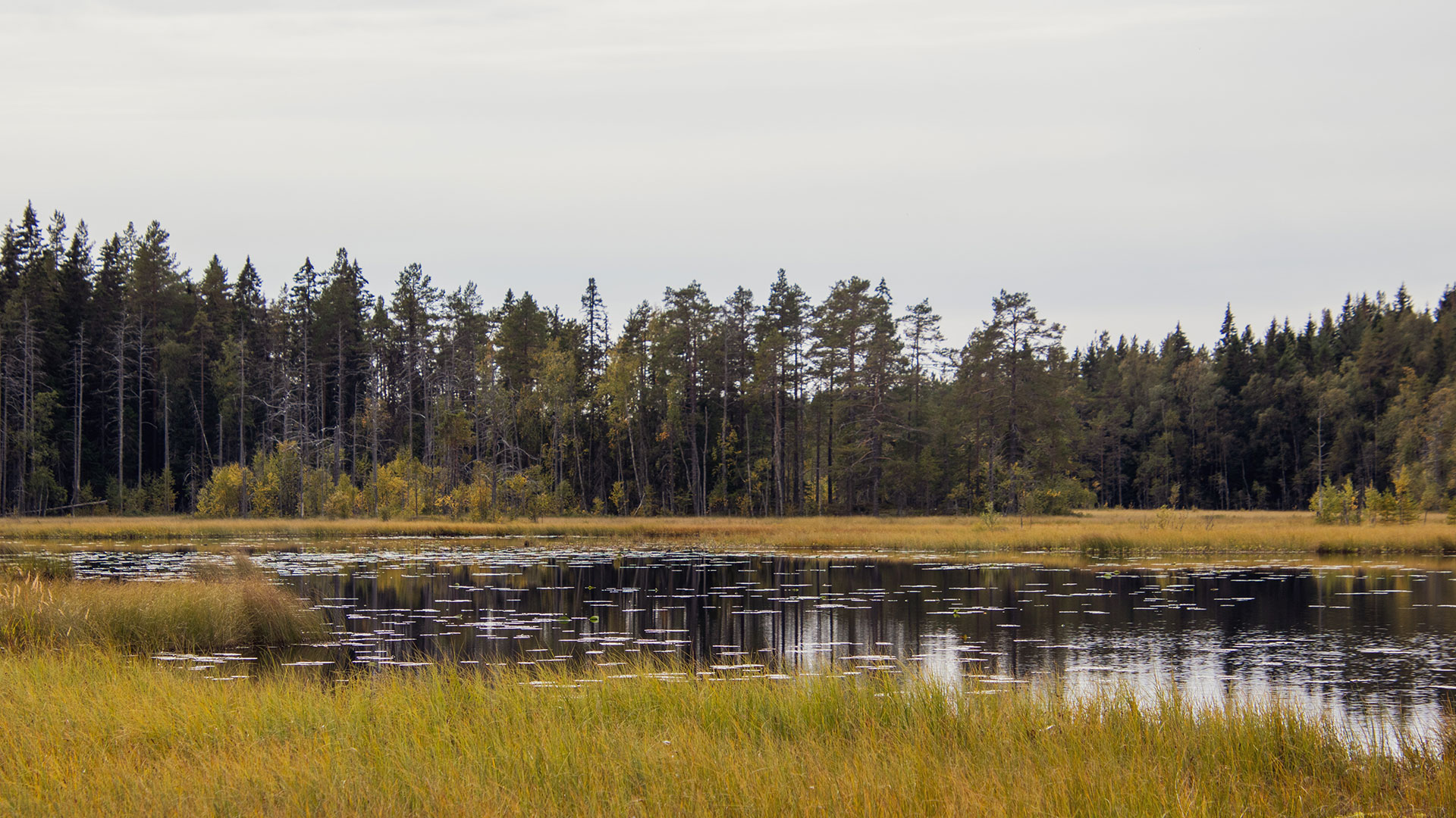 En sjö omringad av skog.