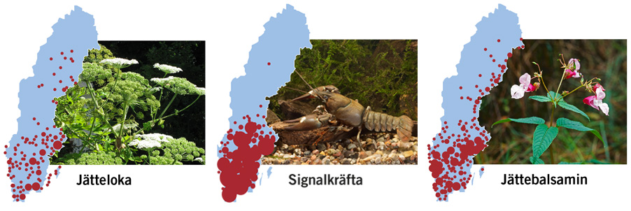 F&ouml;rekomst av arter med stor spridning, j&auml;tteloka, signalkr&auml;fta och j&auml;ttebalsamin. K&auml;lla: NOBANIS 2017