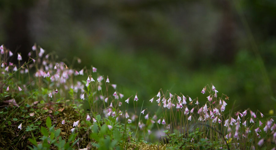 Rosa små Linnea-blommor