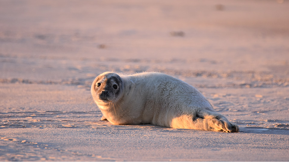 Säl på strand