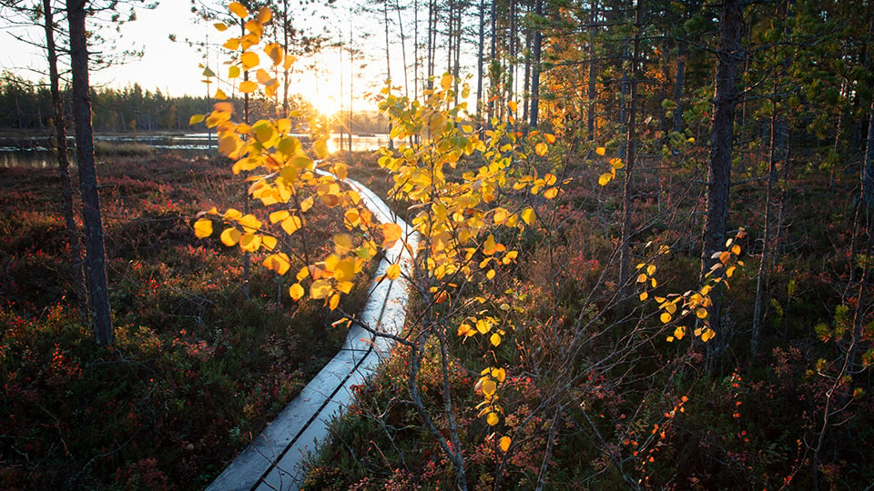 Träspång i solljus