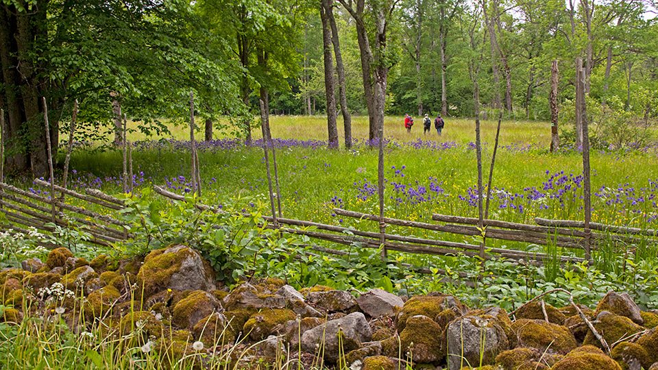 Äng med människor och stenmur och gärdsgård i förgrunden