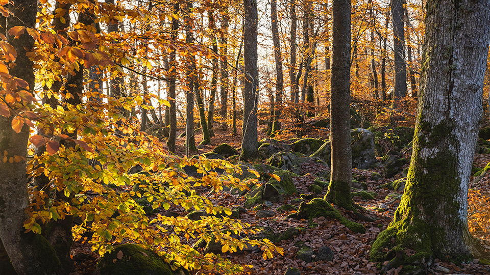 Skog i höstljus