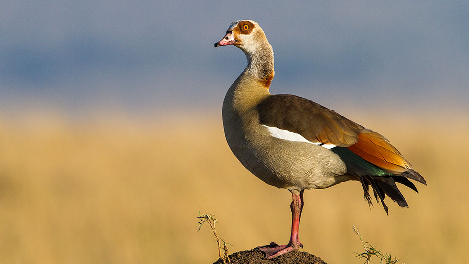 Nilgås.