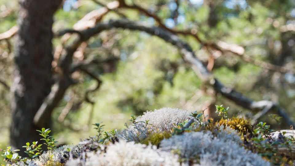 Mossa som växter i en skog. 