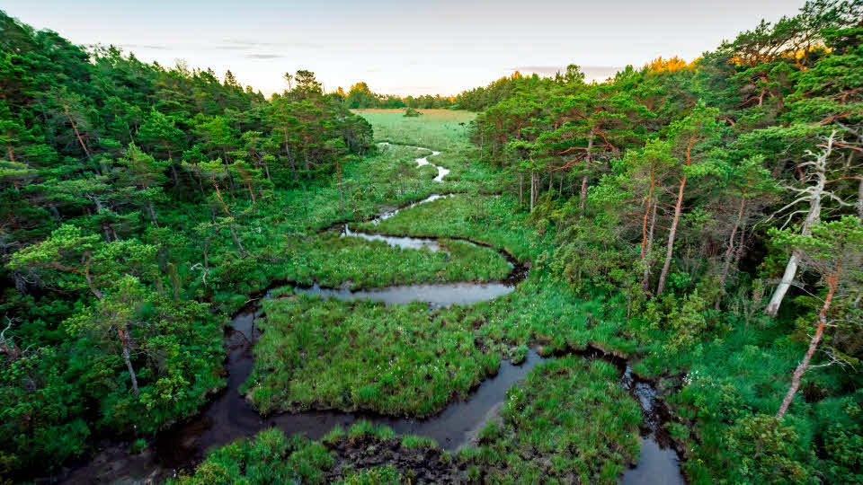 Meander i våtmark