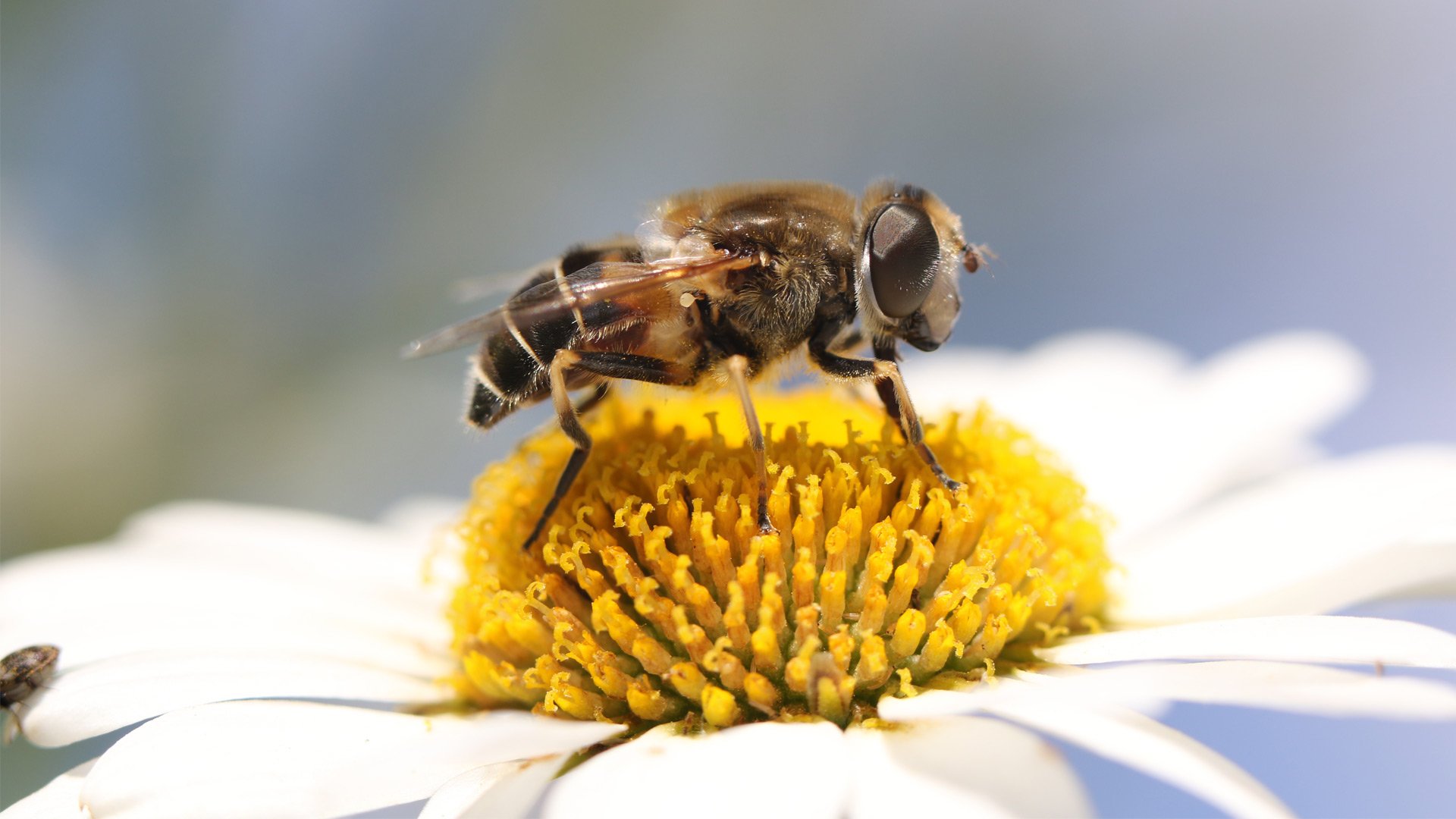 Blomfluga på prästkrage