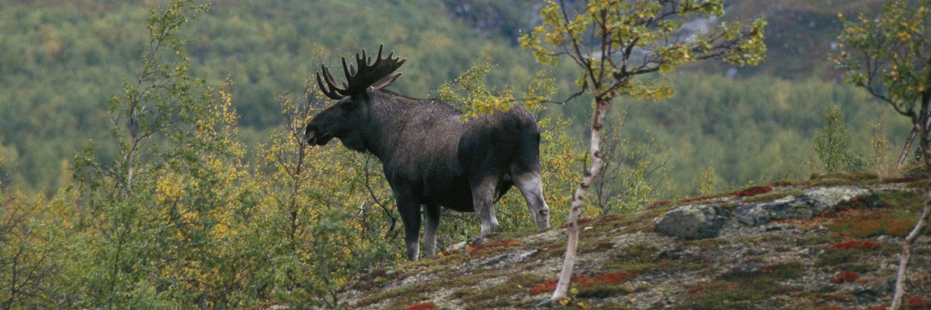 Älg i fjällandskap.