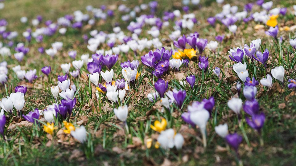 Krokus på gräsmatta