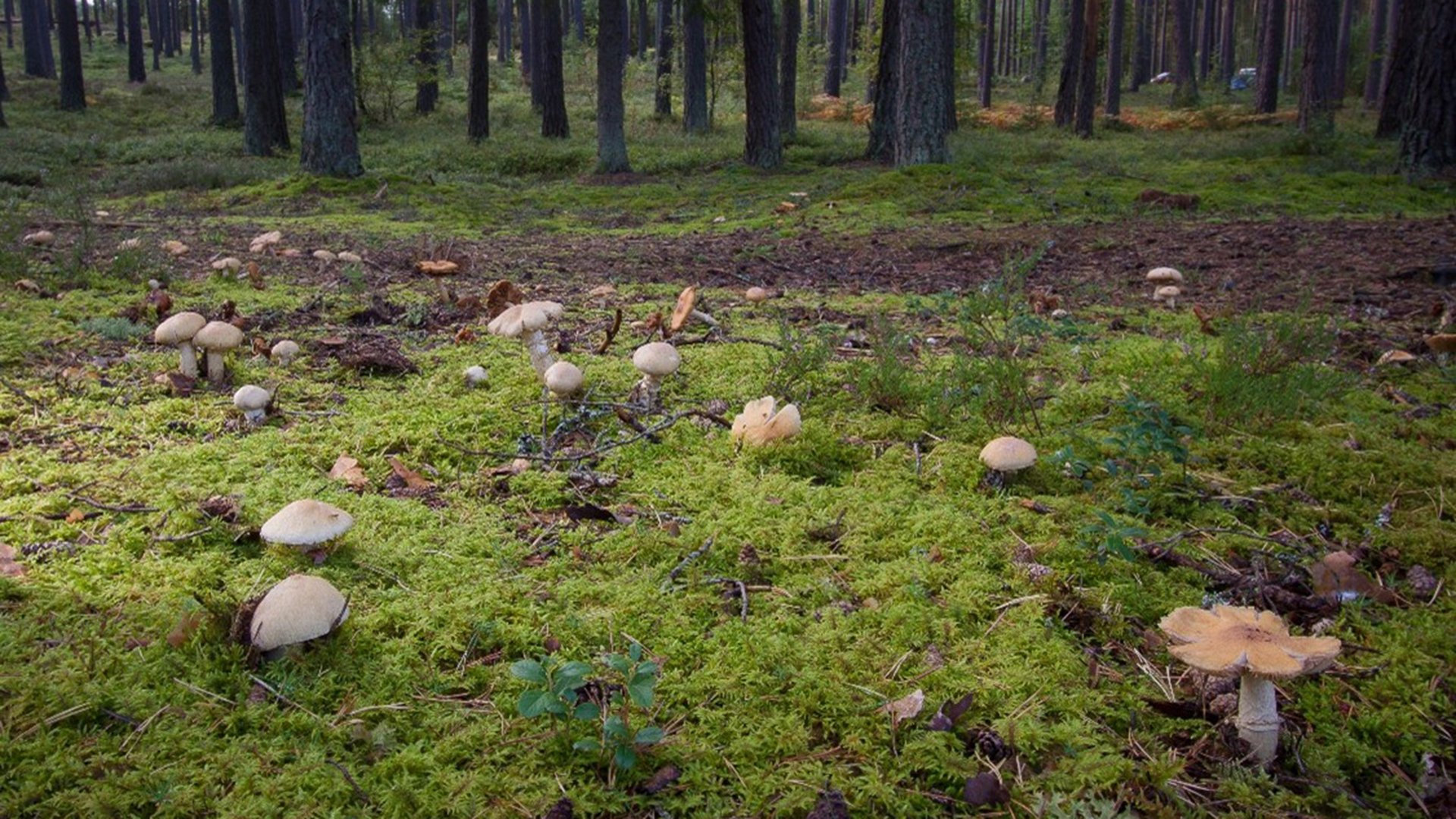 Fruktkroppar av rimskivling i tallskog.