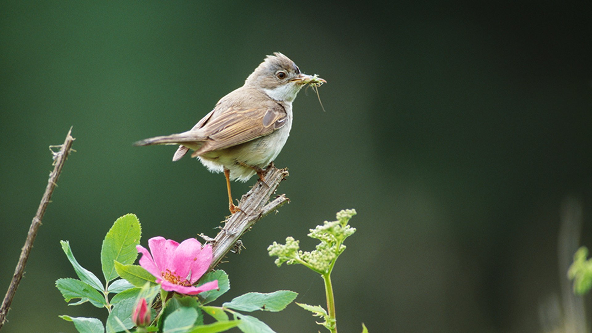 Tömsångare sitter på en kvist bredvid en rosa blomma.