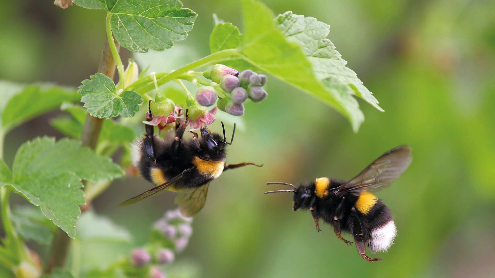 Två humlor! den ena humlan flyger och den andra äter från en blomma.