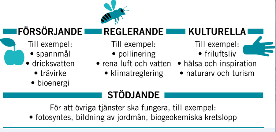 kategorisering-ekosystemtjanster.jpg