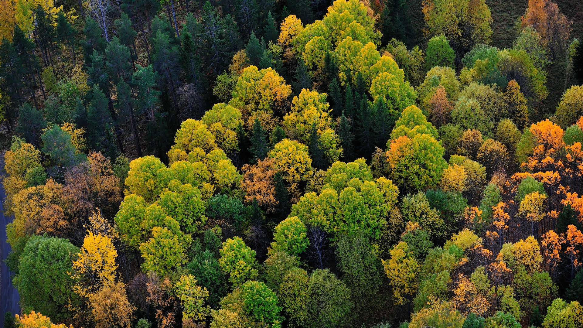 Skog i fågelperspektiv