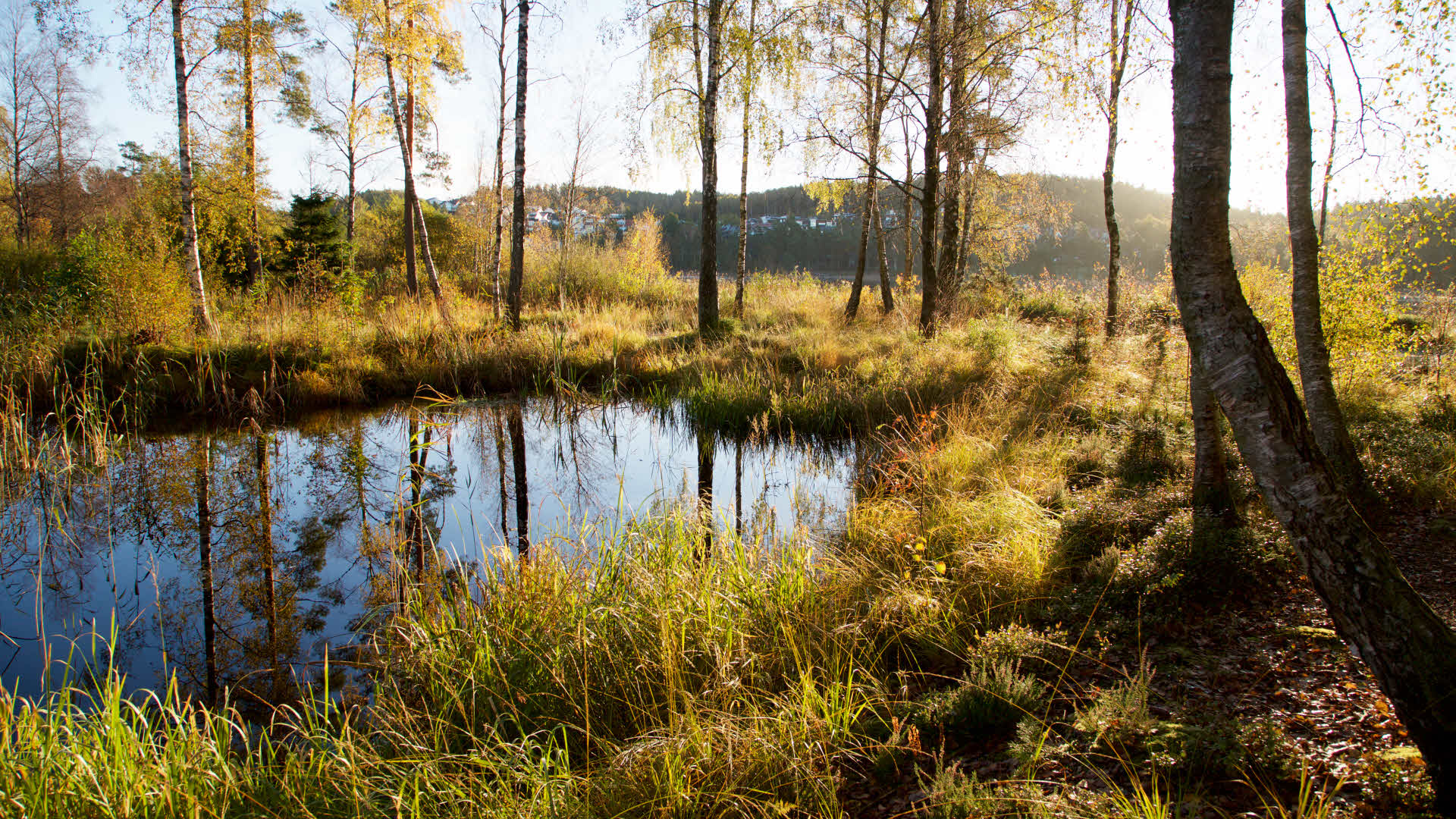 En liten skogsjö och björkar.